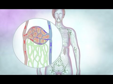 The lymphatic drainage system | Cancer Research UK