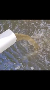 18K views · 375 reactions | Production de tilapia en hors sol. | Youlia fish international | Facebook