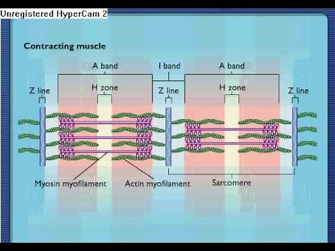 Sarcomere Contraction - Process Of Muscle Contraction With Myosin & Actin