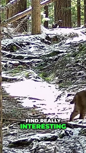 Wild Bobcats Unveiled: Amazing Facts & Fun in Their Natural Habitat!