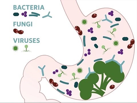 What's Up With Your Gut Microbiome? | California Academy of Sciences