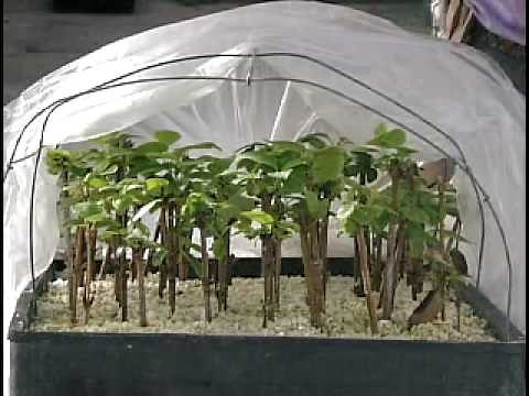 Dr. Ken Mudge on cutting propagation