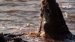 140K views · 397 shares | Au Kenya, chaque année, plus d'un million de gnous doivent traverser la rivière pour gagner les pâturages de la rive opposée. Les crocodiles du Nil sont au rendez-vous et les jeunes gnous sont leurs cibles favorites. Retrouvez Planète reptiles, demain à 20.45 sur National Geographic Wild, disponible avec Canal +. | Nat Geo Wild France | Facebook