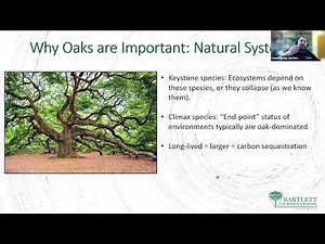 Contemporary Oak Decline and Management: Problems, Solutions, and Prognoses