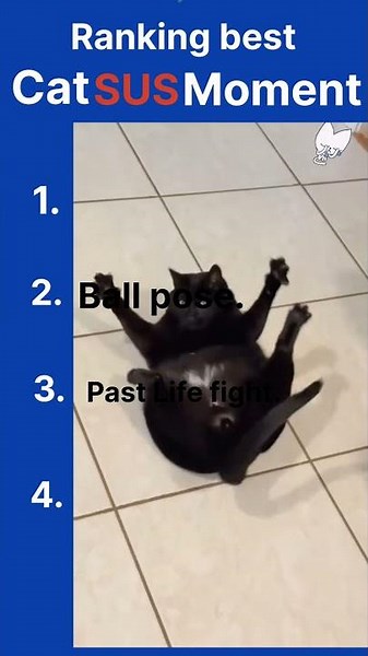 Ranking best top 4 cat SUS MOMENTS || #cat #moneylove #tiktok