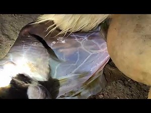 LIVE HORSE BIRTH
