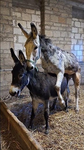Rural life Donkey mating