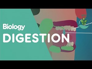 KS3 SEN-friendly Digestion powerpoint and worksheet | Teaching Resources