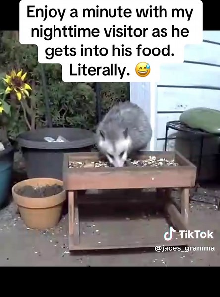 #opossom #wildlife #trending #cuteanimals #adorable | animals