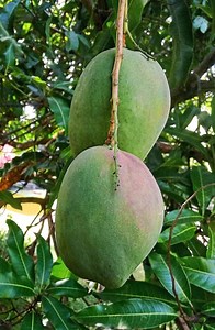 Patio Mango, Dwarf Julie Mango Tree - Etsy
