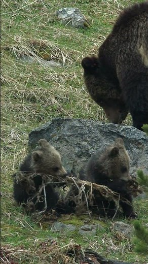 Who else needed adorable grizzly bear cubs in their day? 🐾 #NationalParksUSA