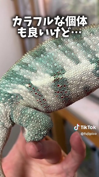 純白のカメレオン、美しい、、、！#爬虫類 #reptiles #ふじぴこ #chameleon #gecko