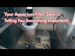 Your Aquarium Filter Sock Is Telling You Something Important!