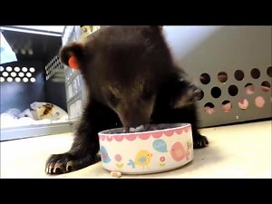 The newer bear cub is readily taking to eating his thickened formula out of a "mush bowl". It's a good thing when the bears can transition from bottle-feeding to bowl feeding. | Wildlife Center of Virginia