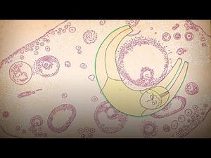 What Really Happens to Your Body During Menopause | Body Stuff with Dr. Jen Gunter