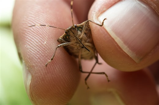 Stink Bug Invasion: Why these pests are trying to get into your home right now