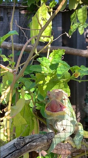 Chameleons eating!