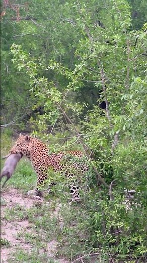 Greedy Leopard Catches an Entire Warthog Family