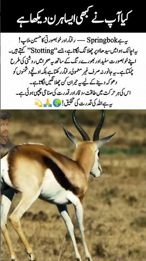 Springbok🦌 – Amazing Nature & Wildlife Animal! 🌿#NatureFacts #AmazingNature #WildAnimals #Shorts