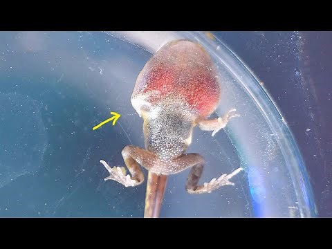 How a Tadpole Grows, Turning Into a Frog! Metamorphosis