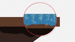 Understanding Nitrogen Loss: Leaching