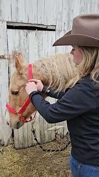How To: Fit a Halter on Your Horse