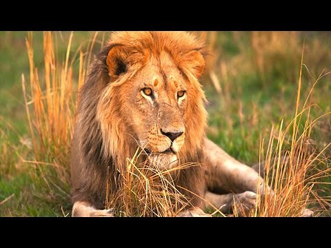 Löwe - Der König Von Afrika / Dokumentation