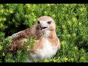 Red tailed Hawk | 20 AMAZING FACTS ABOUT Red tailed Hawk