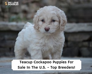 Teacup Cockapoo Puppies For Sale: Top 7 Breeders! - We Love Doodles