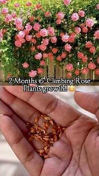 😱🌹2 months తర్వాత.. Climbing Rose Plants Growth పరిస్థితి ఏంటి?!🔥