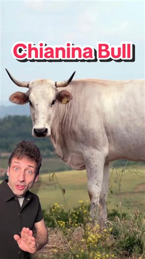 The largest cattle on Earth 👀#chianina | chianina bull