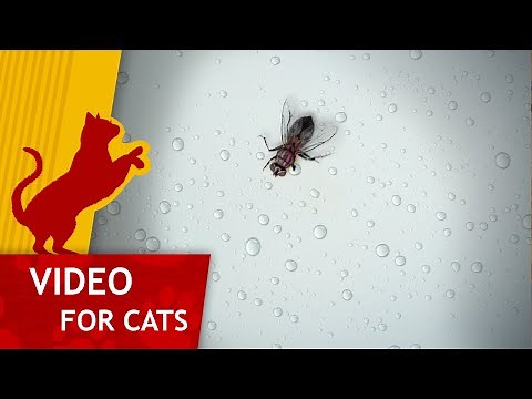 Cat Games - Get that Fly on the Window (Video for cats to watch) 4K