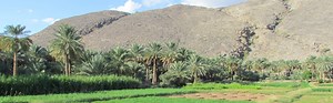 The Date Palm: A Special Plant from the Old World