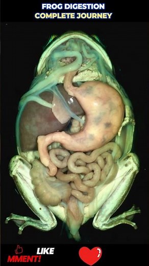 #froganatomy #digestivesystem #biologyeducation