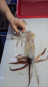 How to Change the color of the Squid 🦑 turns into white! #fishing #fishinglife #squid | James Pelarios