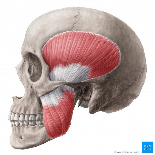Muscles of mastication