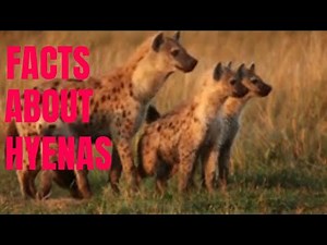 22 Interesting Facts About Hyenas/True facts About Hyenas