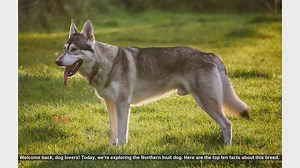 Top 10 Facts About the Northern Inuit Dog