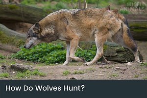 How Do Wolves Hunt? | Wolf Tactics & Predation