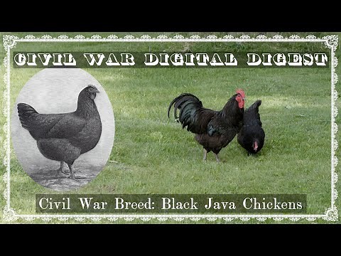 Civil War Breed: Black Java Chickens