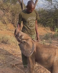 34K views · 1.4K reactions | Baby elephants are the most beautiful animals ever | Elephant Lovers | Facebook