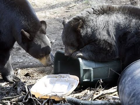 Did You Know | How to Keep Bears Away