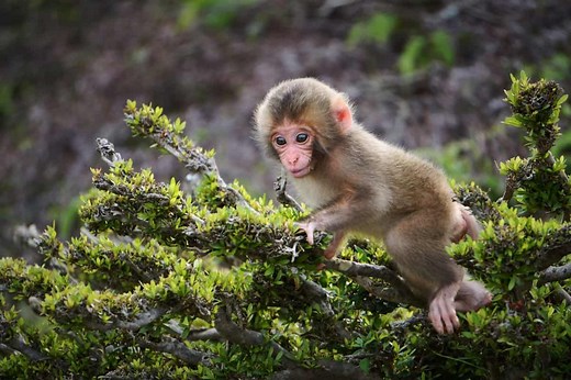 Animals that Start with J