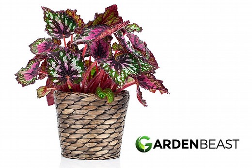 Rex Begonia Guide: How to Grow & Care for “Begonia rex-cultorum”