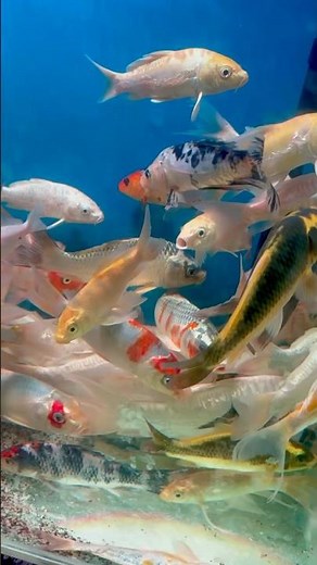 Colorful Tropical Fishes in Aquarium 🐠🌈 | Beautiful Fish Collection