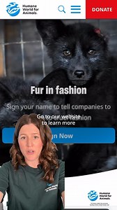 痢 Real or Faux? Know the difference! ​ ​Think you can spot real fur from faux? 樂 It’s trickier than it looks—but knowing how can help you make cruelty-free choices! ​ ​Watch our quick guide and learn how to spot the signs—because compassion is ✨always✨ in style. | Humane World for Animals | Facebook