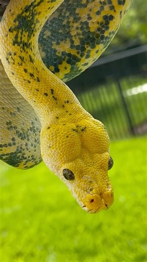 4.9K views · 12K reactions | This green tree python at...