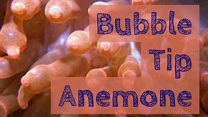 Bubble tip anemone care guide: facts, & clownfish pairing