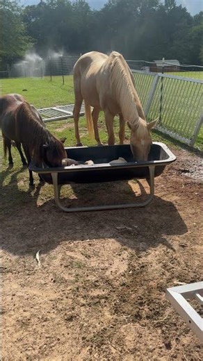 Horse Nudges Goats Out of Feed Trough To Eat