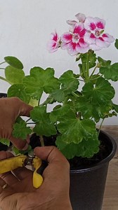 Geranium Propagation in Easy Method 🌱 #geranium #gardening #garden #plants #reels #trendingreel #trendingreelsvideo #facebookviral #facebookreels #viralreels | Gardening Ideas